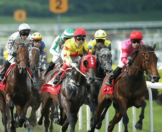 CLUB HORSE & DOG ROSETTES